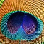 iphone-3gs-wallpaper-16 iphone-3gs-wallpaper-16