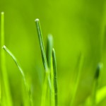 nexusone-grass