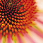 flower flower